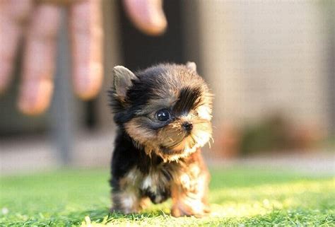 Find Yorkshire Terrier Dogs Or Puppies for sale in South Africa. . Teacup yorkie for sale up to 400